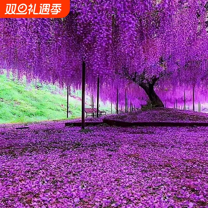 紫藤花树苗爬藤庭院花卉四季开花植物盆栽花苗藤蔓紫藤萝室外阳台