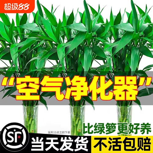 富贵竹水培植物室内招财绿植