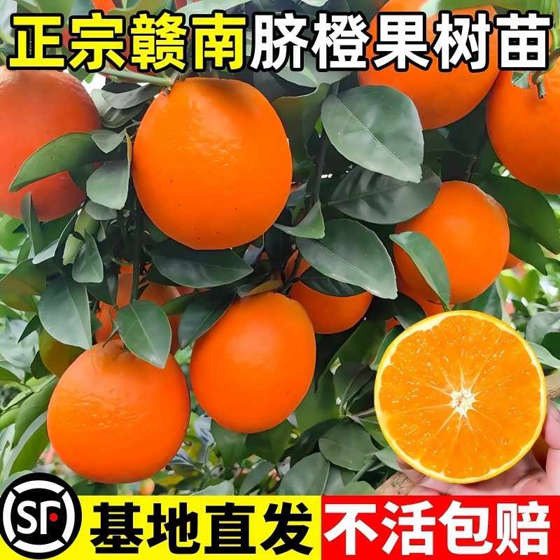江西赣南脐橙苗橙子树苗纽荷尔脐橙苗血橙南方北方种植果树苗庭院