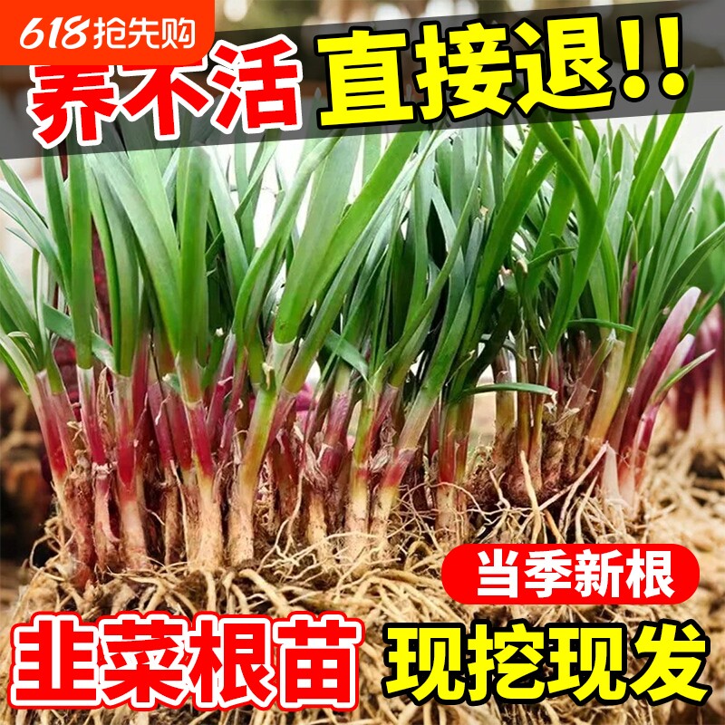 韭菜根苗现挖紫根宽叶红根带土四季农家韭菜根老品种韭菜种籽种子