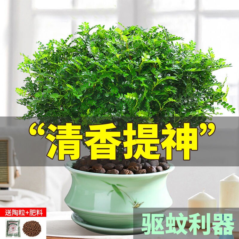 胡椒木盆栽花卉室内外驱蚊草植物树苗老桩盆景九里香绿植客厅造型图片