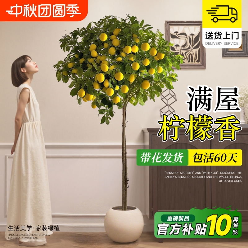 香水柠檬树盆栽带果四季可