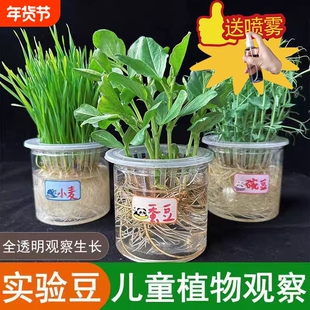 水培植物儿童种植小盆栽蔬菜大豆发芽观茎科学生实验记录红豆绿豆