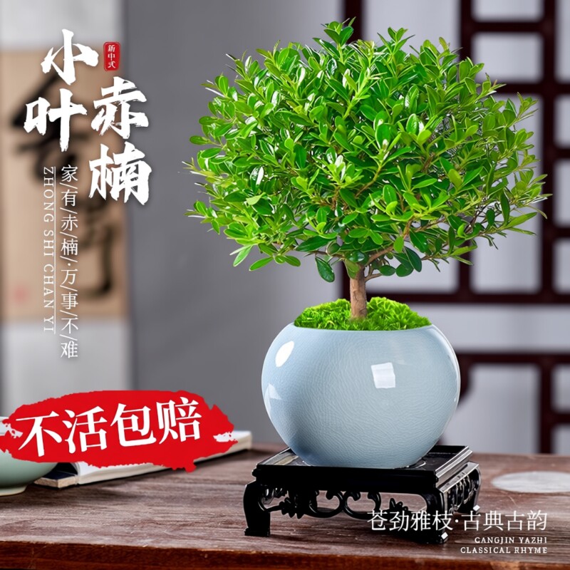 小叶赤楠盆景老桩植物办公室内绿植盆栽阳台好养紫檀桌面花卉摆件