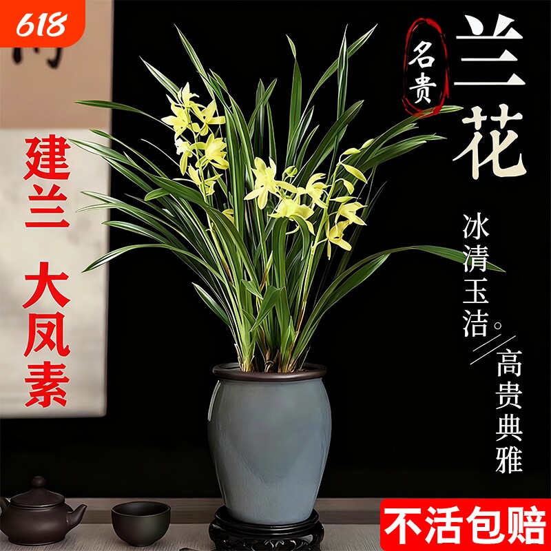 四季兰建兰大凤素夏带花苞开花室内花卉兰花苗客厅名贵素心兰水培