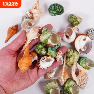 豆丁灰白草莓寄居蟹替换壳海螺壳房子天然鱼缸水族造景装饰整包