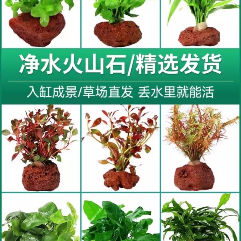 鱼缸造景火山石水草活体阴性真草植物蜈蚣草净水增氧底砂竹节草