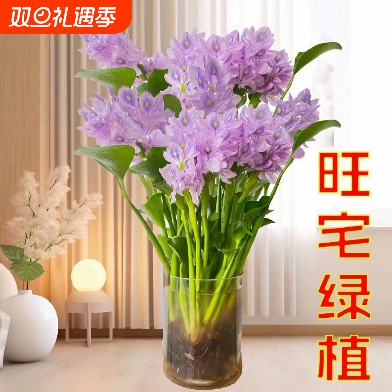招财元宝水培花卉水生植物桌面盆栽客厅办公室懒人盆景开紫花旺宅