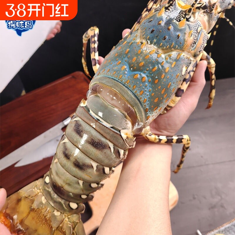 探味岛【顺丰包邮】福建新鲜大花龙鲜活大青龙澳洲大龙虾冷冻海鲜