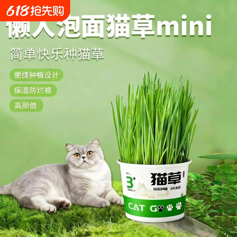 懒人泡面猫草盆栽猫草种子无土水培天然种植化毛磨牙洁齿猫咪零食