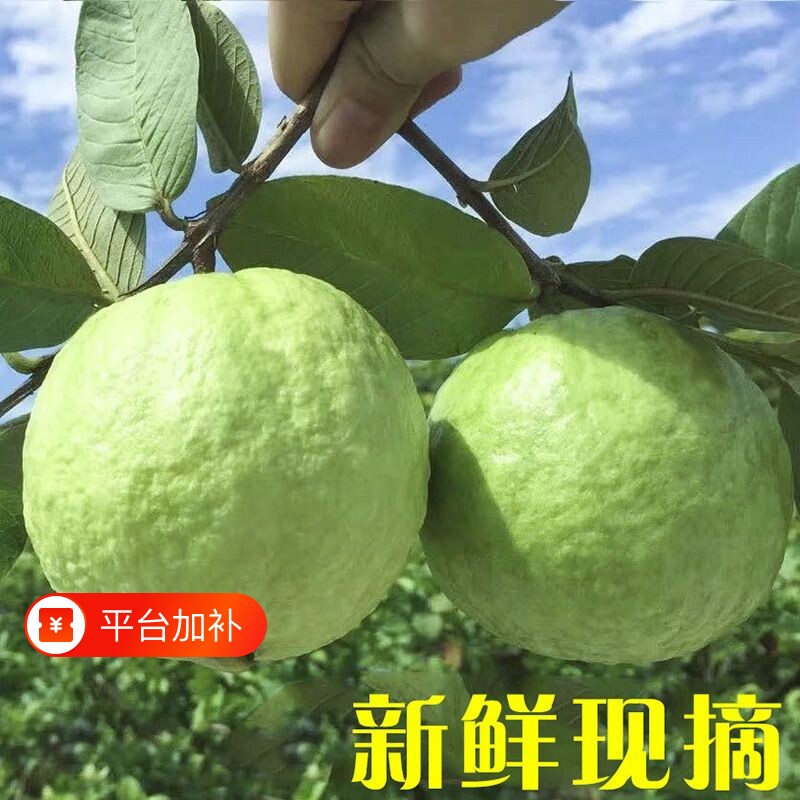 广东番石榴芭乐白心孕妇新鲜应季水果甜脆正宗孕妇巴乐一整箱包邮