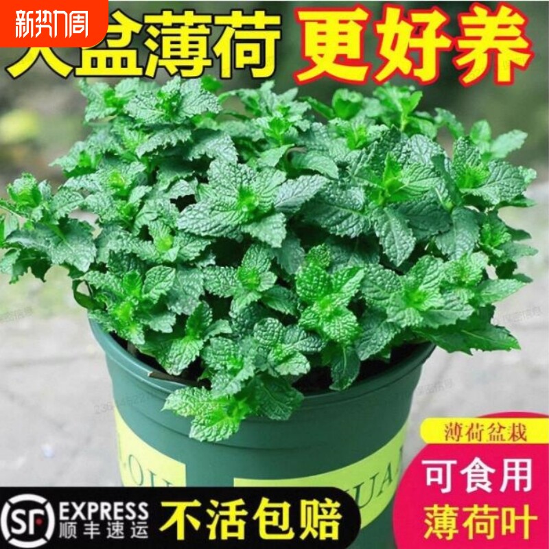 可食用薄荷盆栽泡茶四季常青留兰香新鲜薄荷叶室内驱蚊植物绿植