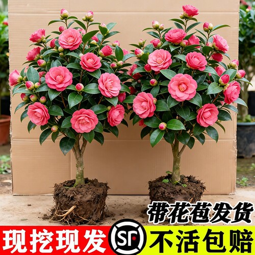 四季香妃茶花盆栽带花苞五色赤丹山茶花树苗多色好养花苗室内植物