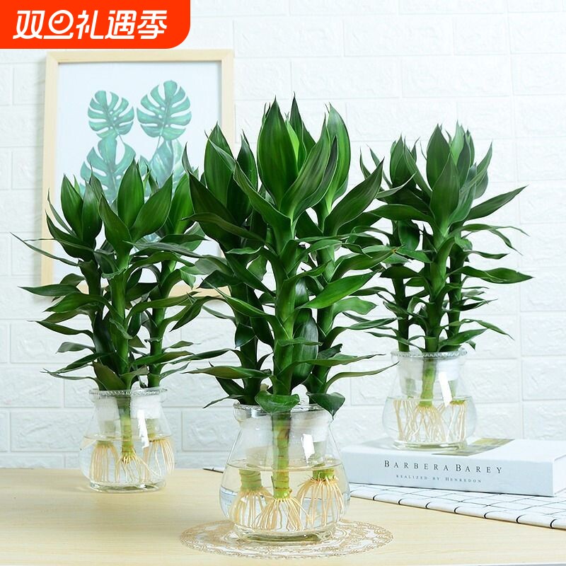 观音竹富贵竹水培植物花卉绿植发财树室内盆栽竹子水养好养客厅