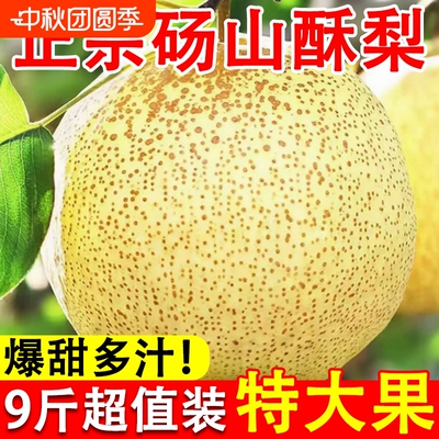 现摘新鲜砀山酥梨爆甜多汁