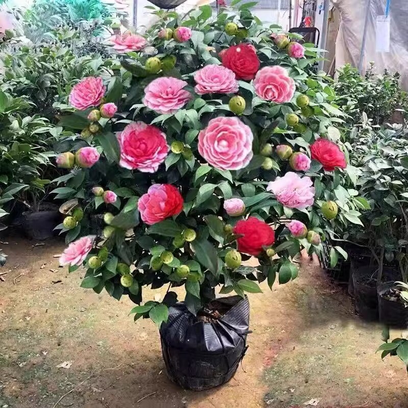 茶花树苗盆栽五色赤丹植物玫瑰花好养山茶花苗四季开花老桩室内