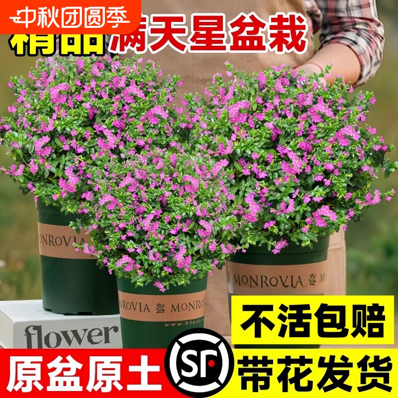 满天星盆栽带花苞四季开花室内长寿花好养植物花苗阳台客厅小苗图片