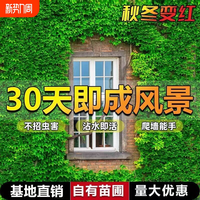 爬墙虎苗三叶五叶爬山虎爬藤植物四季常青不落叶庭院藤蔓花卉盆栽