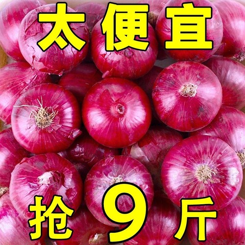 2026云南食材紫皮洋葱当季圆葱生吃辛辣脆嫩农家蔬菜洋葱新鲜包邮