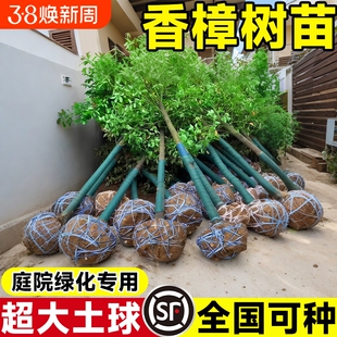 香樟树苗大树樟木庭院绿化南北方种植四季常青小叶龙脑樟驱蚊盆栽