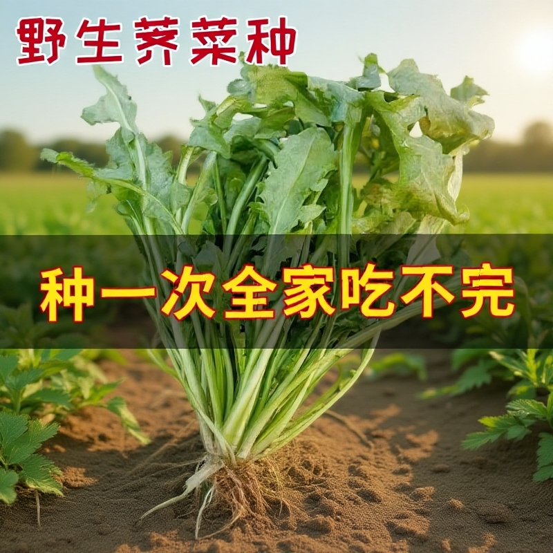 正品天然野生荠荠菜种籽特色农家老品种保健养生野菜芨芨菜种子孑