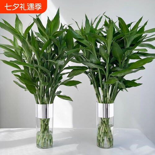 富贵竹水培植物室内绿植
