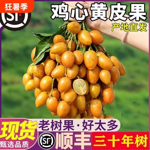 顺丰上门鸡心黄皮果贵妃新鲜现摘时令黑黄皮酸甜水果直供