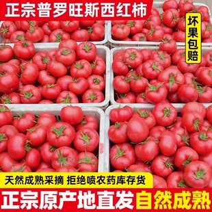 正宗自然熟沙瓤西红柿新鲜生吃水果普罗旺斯山东露天大番茄9
