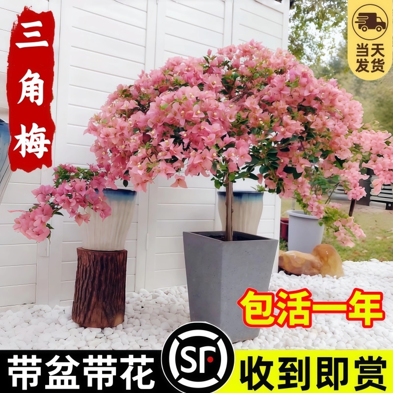 重瓣三角梅盆栽大苗带花老桩室内外爬藤植物红梅花卉四季开花好养