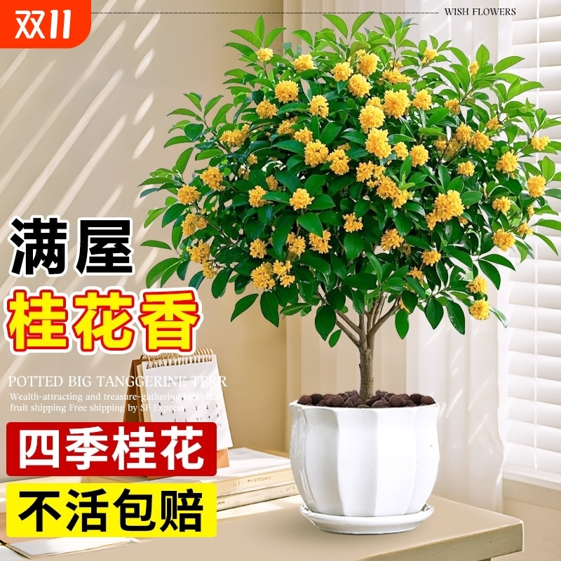 嫁接桂花树苗阳台庭院耐寒盆景老桩浓香花卉绿植物四季开小金丹桂