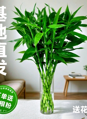富贵竹水培植物客厅招发财竹子节节高绿萝绿植盆栽花卉植物室内花