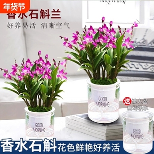 七彩香水石斛兰花苗盆栽带花苞水培绿植花卉香氛室内外好养客厅