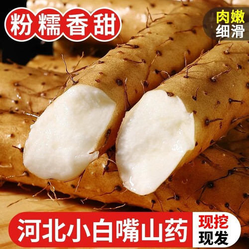 正宗新鲜河北小白嘴山药现挖现发山药软糯香甜精选5斤装农家自发