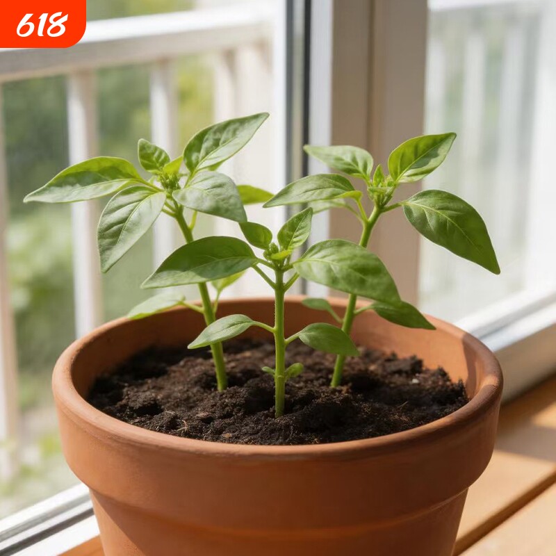 辣椒苗樟树港朝天椒小米椒秧苗阳台盆栽四季蔬菜苗带土壮苗彩椒