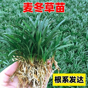 麦冬草苗日本矮麦冬草玉龙草庭院草坪绿化地被植物细叶金边耐寒草