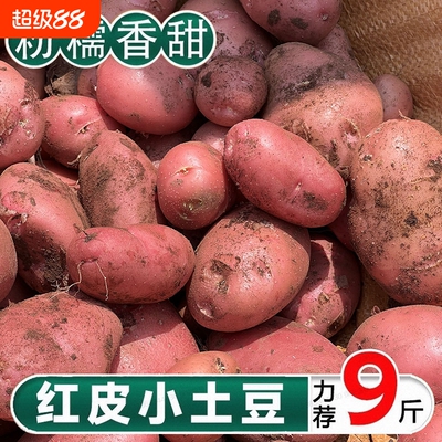 云南红皮黄心土豆9斤包邮新鲜小土豆农家蔬菜洋芋自种马铃薯批发