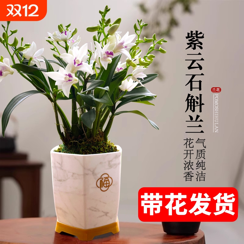 石斛兰基地直销带花苞紫云四季好养泼墨室内水培浓香花卉盆栽绿植