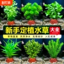 鱼缸火山石蜈蚣草水草植物真草阴性绿菊水榕新手水草造景净化水质