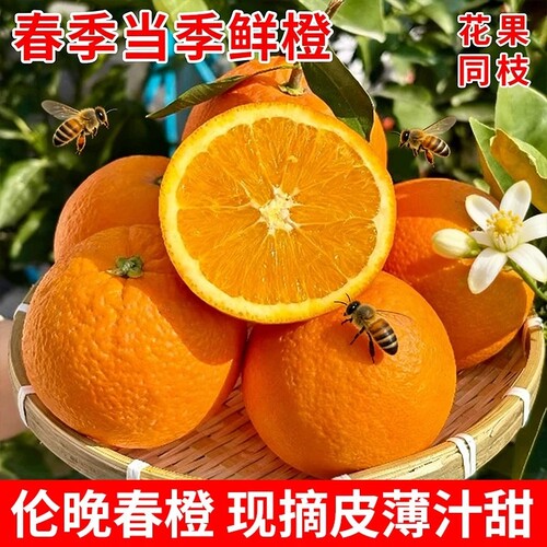 正宗湖北秭归伦晚脐橙旗官方旗舰店新鲜水果甜橙子春橙大果当季