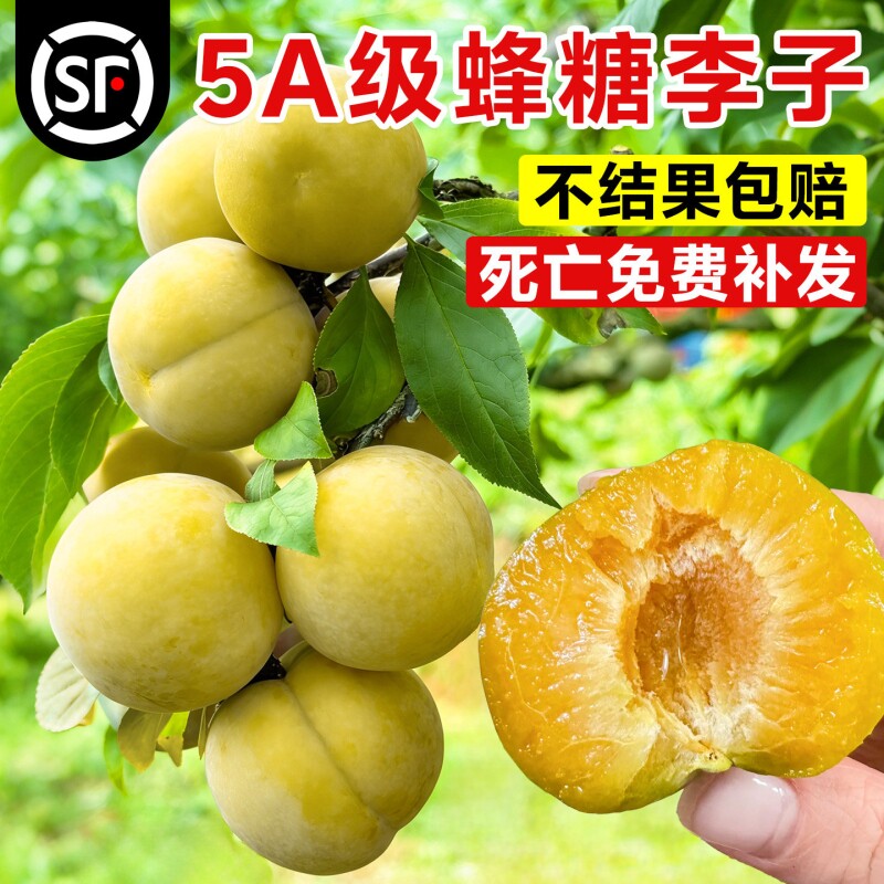 蜂糖正宗李子树苗三华贵州六马果树果苗阳台盆栽南方北方种植结果