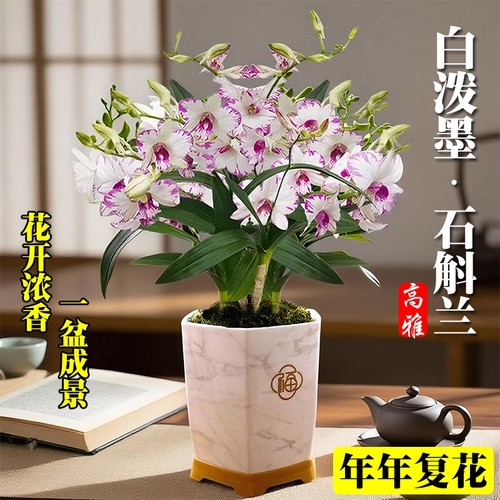 白泼墨秋石斛兰花苗冬带花室内好养浓香水培绿植盆栽花卉耐寒开花