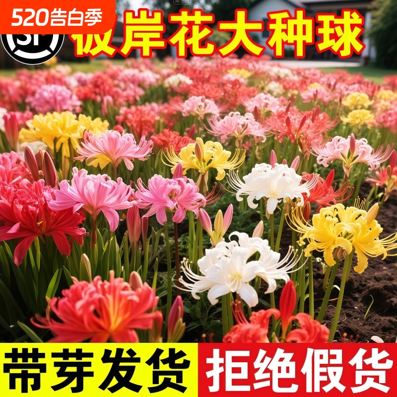 彼岸花种球曼珠沙华盆栽红花换锦石蒜大种球花卉晚香玉水培庭院