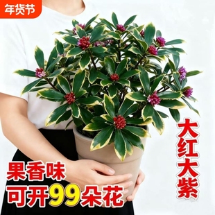 金边瑞香盆栽浓香型室内外老桩植物秋冬春节耐寒花卉观花植物