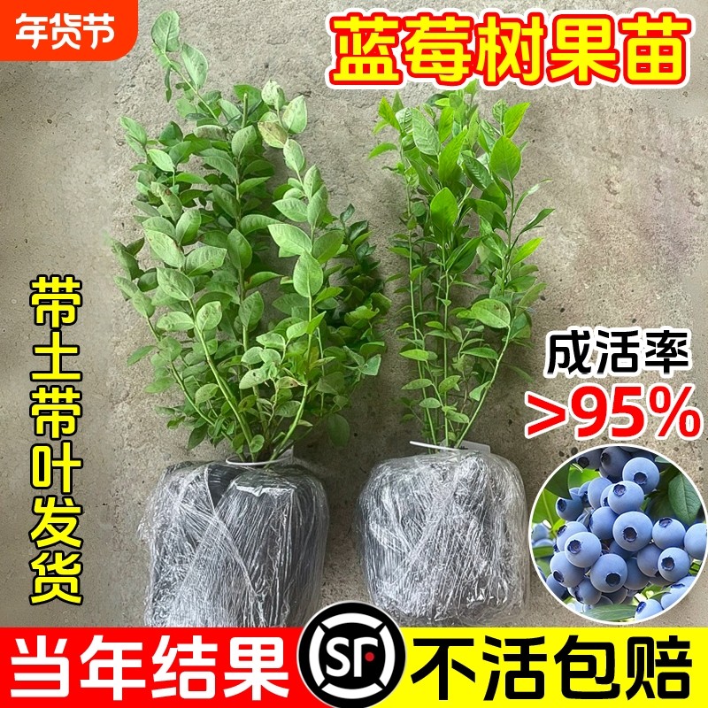 蓝莓树果苗盆栽特大号蓝梅苗带果室内地栽阳台耐寒南北方四季结果,鲜花速递/花卉仿真/绿植园艺,绿植,淘宝优惠券,粉丝福利购,淘宝优惠卷