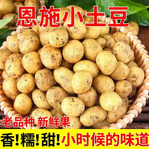 恩施高山小土豆黄心新鲜洋芋迷你土豆湖北马铃薯当季蔬菜包邮
