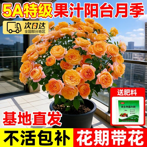 月季花苗四季开花果汁阳台月季花盆栽懒人新手带花苞浓香植物花卉