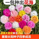 Стоматологические сетевые солнечные семена цветов, которые сеют цветущие цветы семена персида хризантемы виды цветов