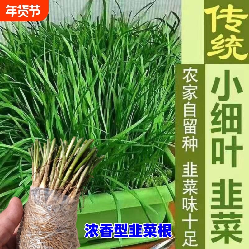 小叶香韭菜籽种本地根苗宽叶紫根红根种籽子种子细耐热寒阳台盆栽
