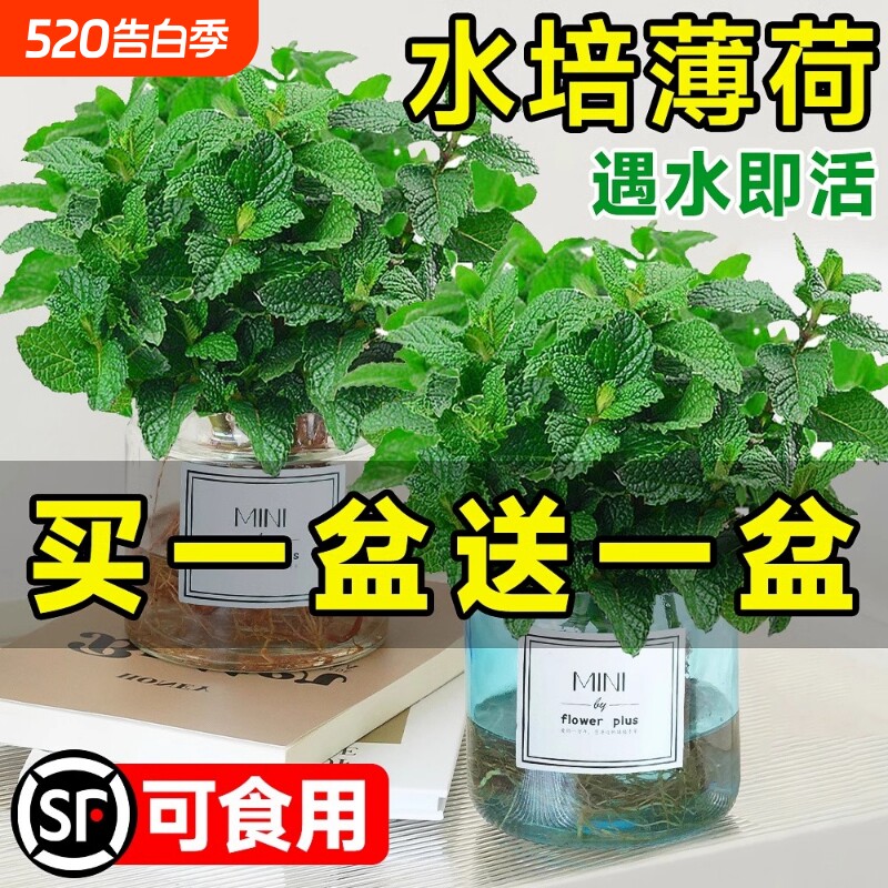薄荷盆栽水培植物驱蚊可食用柠檬薄荷叶迷迭香室内驱蚊草绿植好养
