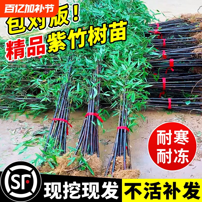 紫竹苗竹子苗实心耐寒室外庭院盆栽地栽黄金竹佛肚竹绿植造景摆放